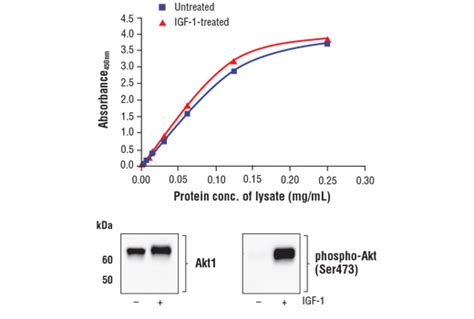 FastScan™ Total Akt1 ELISA Kit 